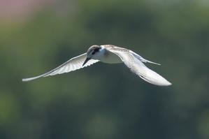 コアジサシのヒナが飛ぶ練習と、狩りの練習 - 旅プラスの日記