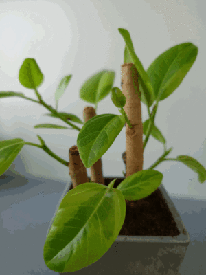 ゴムの木の挿木 - 湘南｜大船と辻堂（藤沢・茅ヶ崎）と平塚｜３つ法律事務所がある弁護士法人代表の「弁」