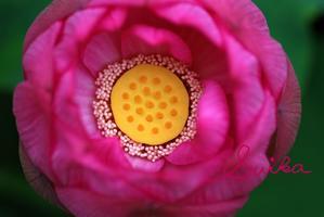 ハスの花の中のフシギ - RANDOM SHOT　Ⅱ