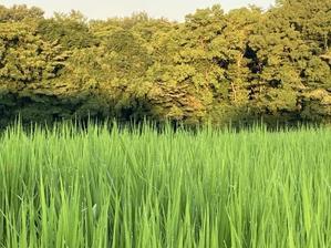 朝散歩ときょうの庭から - YUKKESCRAP