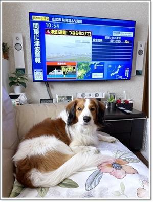 津波警報 - くろわんこ日記
