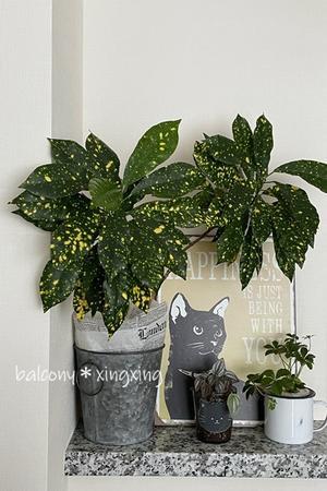 膨らみ続ける緑の銀河 - balcony＊xingxing＊