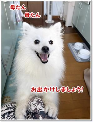 完全復活！月イチ病院デー - くろわんこ日記