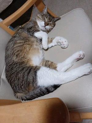 形成外科へ - 北の町であれこれ暮らす