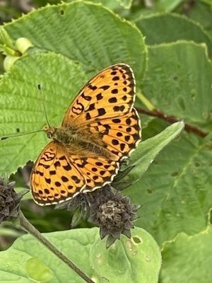 リフレッシュその3=宇奈月温泉= - 涙のシャンソン日記