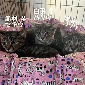 8月2日(土)保護猫カフェWISH開催します。 - 青梅にゃんにゃん・サークル「WISH」