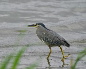 潮入りの池のササゴイ！ - シエロの野鳥観察記録