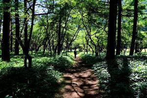 バイカモの咲く場所 - RANDOM SHOT　Ⅱ