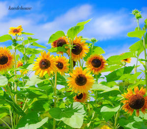 夏といえばこの花 - 手をつないで行こう　～自閉症のつよぽん日記