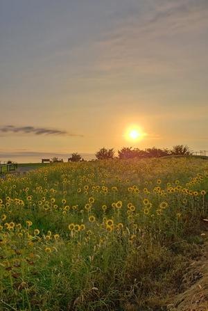 マリーゴールドの丘のひまわり&#127803; - 四季折々
