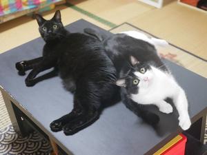 猫のお留守番 レオくんリンくん編。 - ゆきねこ猫家族