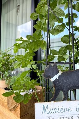 ハダニが好む場所もそれぞれ - balcony＊xingxing＊
