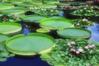 四季の草花に魅せられて - 水性植物の夏風景