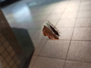 よく見ると枯れ葉に脚が付いていました - 昆虫ブログ　むし探検広場