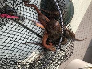 黒潮丸 広島 遊魚船 釣り船　　　　　　　お問い合わせ　０９０-６４１１-８８８２