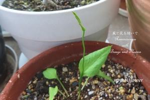 どこからベランダへ？　初めて知ったコヒロハハナヤスリ - 風と花を紡いで