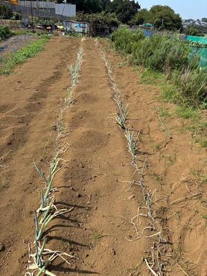 鎌倉オステリアジョイア　日々の自家畑作業＆収穫した野菜や料理をＵＰしていきます