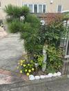 道ばた特派員 - 花のある無し