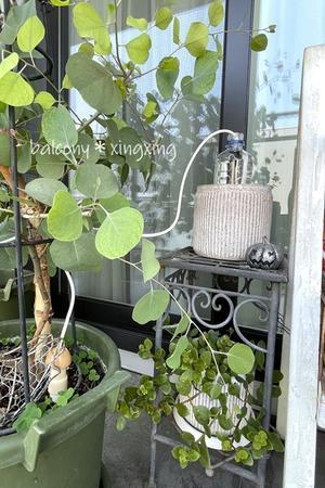 波平が､､､？＆シンプル給水商品 - balcony＊xingxing＊
