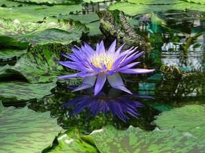 草津水生植物園水の森・アトリウムのスイレン - 彩の気まぐれ写真