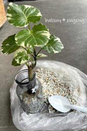 植え替え→水耕栽培へ･･･その２ - balcony＊xingxing＊