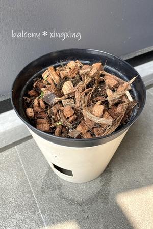 脚立革命！ダイソーで買い増し - balcony＊xingxing＊