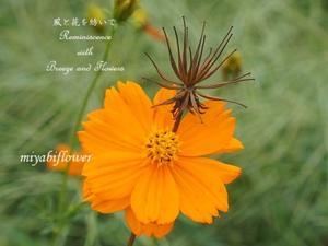 キバナコスモス　ビフォー＆アフター　夏と秋が行き交う里山で - 風と花を紡いで