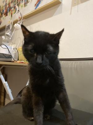 いろいろガタが来てます。体も物も。 - 赤星たみこの戯言・放言・虚言日記♪