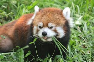 小百合通信・その179 - レッサーパンダ☆もふてく放浪記