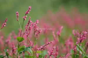 秋、そろり - 陽だまりcafe