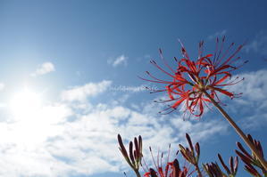 秋めく - 陽だまりcafe