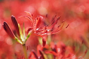 煌めきの中で - 陽だまりcafe