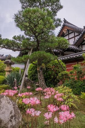 當麻寺・奥院～ナツズイセン - 山紫水明