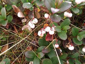 西鎌尾根～槍ヶ岳～奥丸山（北アルプス） - シニア旅－山と温泉.ときどき観光