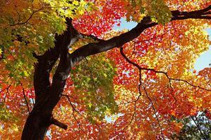 さて、今年の紅葉はいかに？ - 北の旅人　残日録