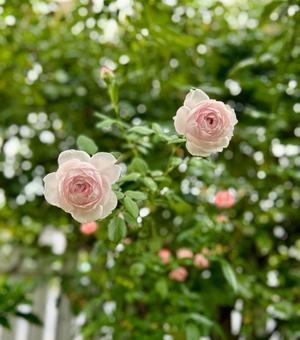 雨の連休1日目のお出掛け♪と今日のバラ♡ - 薪割りマコのバラの庭