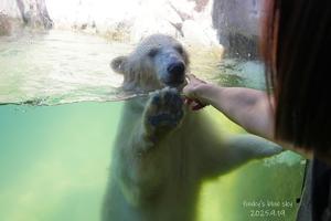続･ホッキョクグマの赤ちゃん（コドモ）と遊んだ♪・後編 - FUNKY'S BLUE SKY