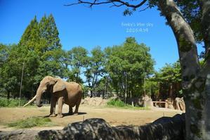 たまにはZOO♪・最終章  (ありがとうベンさん、安らかに。） - FUNKY'S BLUE SKY