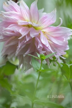 両親との時間。 - MIRU'S PHOTO