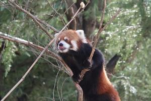 レッサーパンダ☆もふてく放浪記