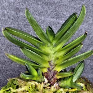 富貴蘭チャンネル