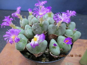 桐生さんのローヤ柿・老鴉柿・老爺柿・ロウヤガキ・銘品紹介