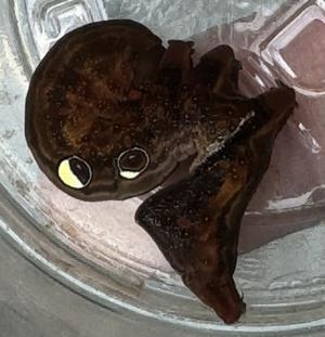 ヒメアケビコノハ、幼虫、食草など - 写真と短い文章 ５