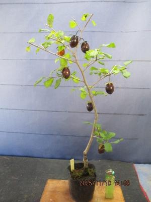 桐生さんのローヤ柿・老鴉柿・老爺柿・ロウヤガキ・銘品紹介