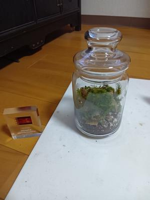 chii_natuwoのほのぼの日記