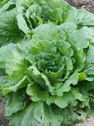 新1246-伊予郡松前町筒井にて - 見て見て俳句