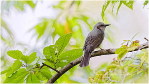 鳥撮り2025 #106 "ヒヨドリ" @ XF500mm F5.6 R LM OIS WR - ルリビタキの気まぐれPATA＊PATA