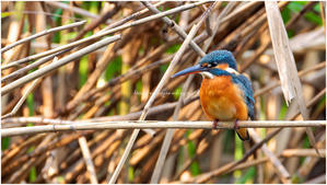 鳥撮り2025 #107 "カワセミ♀" @ XF500mm F5.6 R LM OIS WR + XF2X TC WR - ルリビタキの気まぐれPATA＊PATA