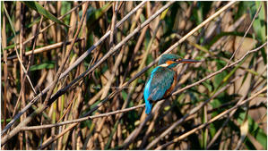 鳥撮り2025 #108 "カワセミ♀" @ XF500mm F5.6 R LM OIS WR + XF2X TC WR - ルリビタキの気まぐれPATA＊PATA