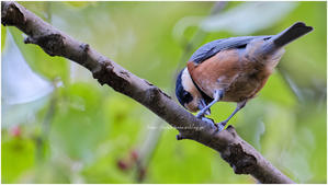 鳥撮り2025 #109 "ヤマガラ" @ XF500mm F5.6 R LM OIS WR - ルリビタキの気まぐれPATA＊PATA
